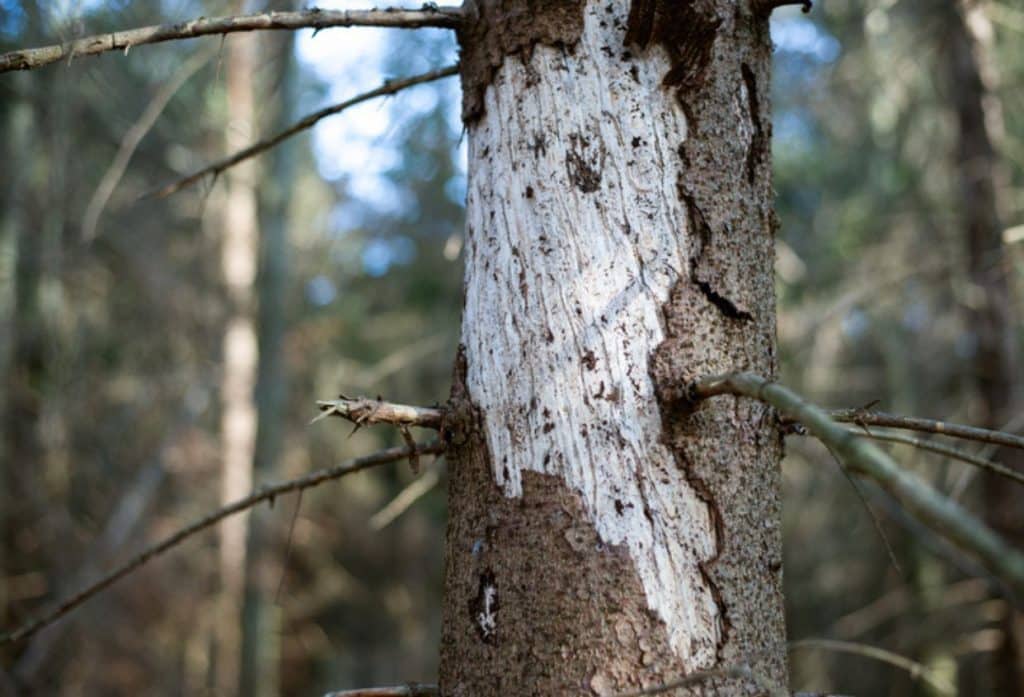 Close-up of a tree trunk with damaged, peeling bark and exposed wood, surrounded by branches in a forest.